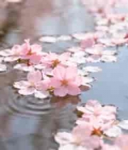  水面漂浮粉色樱花2180#横屏 	 