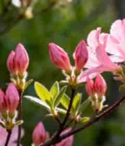  盛开的粉色杜鹃花2098#横屏 	 -