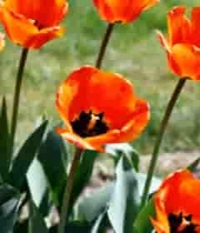  盛开的橙色郁金香2096#横屏 	 