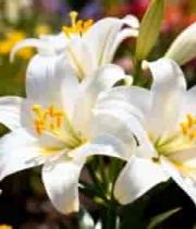  盛开的白色百合花2095#横屏 	 
