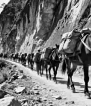  山间马帮运输队老照片1946#横屏 	 