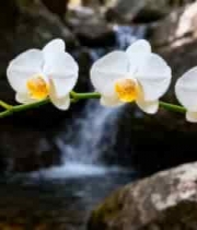  山间瀑布与白色兰花1948#横屏 	 