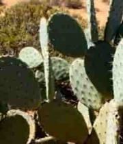  沙漠仙人掌特写镜头1923#横屏 	 