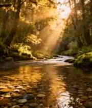  森林溪流阳光穿透1897#横屏 	 