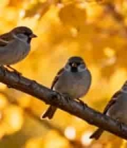  秋日枝头麻雀群1804#横屏 	 