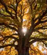  秋日阳光穿透树叶1800#横屏 	 