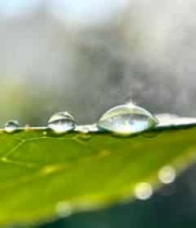  清晨绿叶露珠特写1770#横屏 	 -