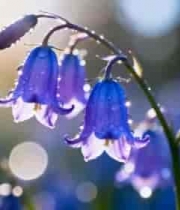  清晨带露紫色风铃草1761#横屏 