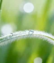  清晨露珠草叶特写1767#横屏 	 