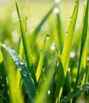  清晨带露珠的绿草地1760#横屏 	 -