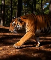  老虎林中行走特写1430#横屏 	 