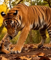  老虎母子温馨互动1433#横屏 	 