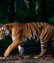  老虎林中行走1429#横屏 	 