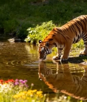  老虎河边饮水特写1427#横屏 	 