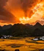  金色梯田日落美景1189#横屏 	 -