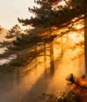  金色森林阳光穿透1171#横屏 	 