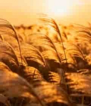  金色芦苇荡夕阳剪影1163#横屏 	 