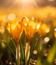  金色花海阳光绽放1153#横屏 	 