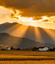  金色稻田日落风光1146#横屏 	 