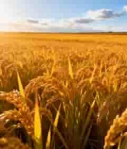  金色稻田丰收景象1145#横屏 	 