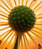  金色晨光中的绿色花球1142#横屏 	 