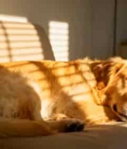  金毛犬沙发睡觉特写1127#横屏 	 - 