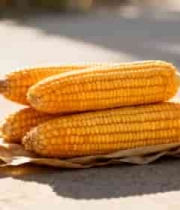  金黄玉米堆 丰收喜悦1123#横屏 	 