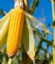  金黄玉米棒特写1122#横屏 	 
