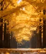  金黄银杏大道秋景1120#横屏 	 - 