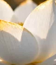  金边白莲花特写1109#横屏 	 