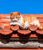 红瓦上的橘白猫921#横屏 