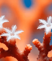 红色珊瑚虫特写镜头908#横屏 