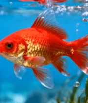 红色金鱼水中游动900#横屏 