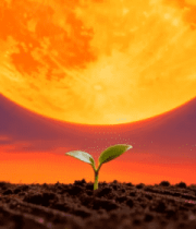 红日下的幼苗生长889#横屏 