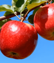 红苹果挂枝头特写883#横屏 