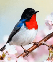 红喉小鸟樱花枝877#横屏 