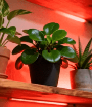 红灯光影绿植架863#横屏 