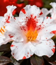 红白杜鹃花特写860#横屏 