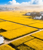 航拍油菜花海乡村春色839#横屏 