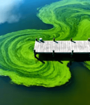 航拍绿藻湖木栈道826#横屏 