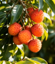 挂满枝头的新鲜荔枝738#横屏 