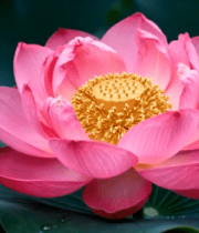 高清盛开粉色荷花特写562#横屏 