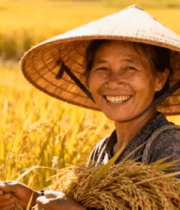 丰收稻田里的农妇516#横屏 