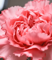 粉色康乃馨特写504#横屏 