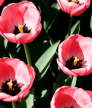 粉色郁金香花海512#横屏 