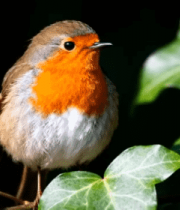 橙胸小鸟枝头栖息295#横屏 