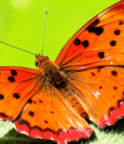 橙色蝴蝶停驻绿叶291#横屏 