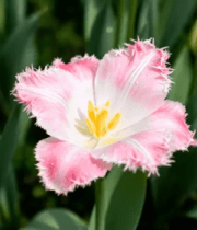 粉白郁金香特写490#横屏 