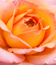 粉边橙玫瑰特写491#横屏 