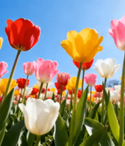 多彩郁金香花海绽放458#横屏 